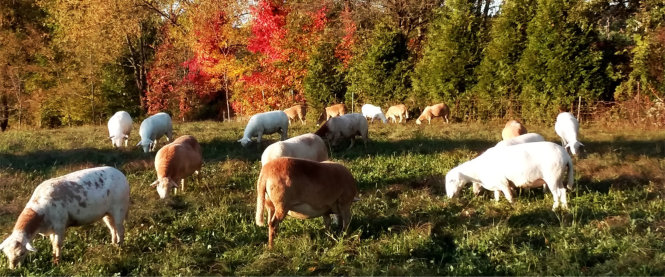 Katahdin sheep at Misty Oaks Farm