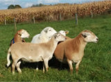 Katahdin Breeding Group, Misty Oaks Farm