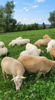 Sheep graze the tall grasses in rotational grazing management. Misty Oaks Farm