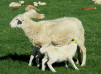 Early Maturity Katahdin ewes, Misty Oaks Farm