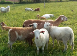 Katahdin Performance on Grass, Misty Oaks Farm