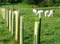 Silvopasture Project - 1st Planting Spring 2021, Misty Oaks Farm